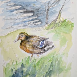 The Tired Mallard