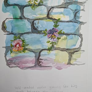 Violas in the Cobbles