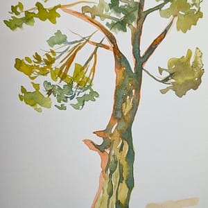 A Beautiful Tree