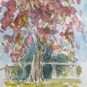 Purple Beech Tree