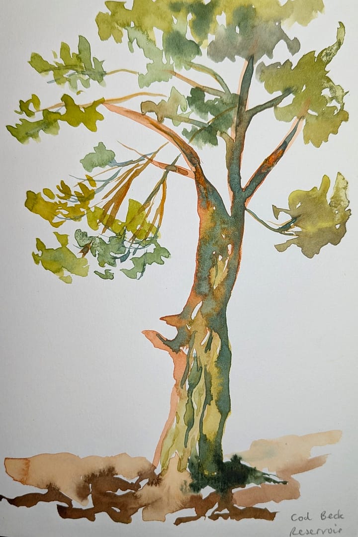 A Beautiful Tree