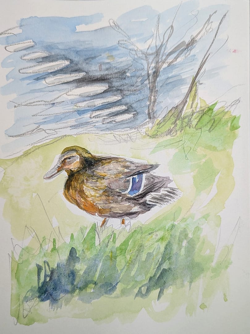The Tired Mallard