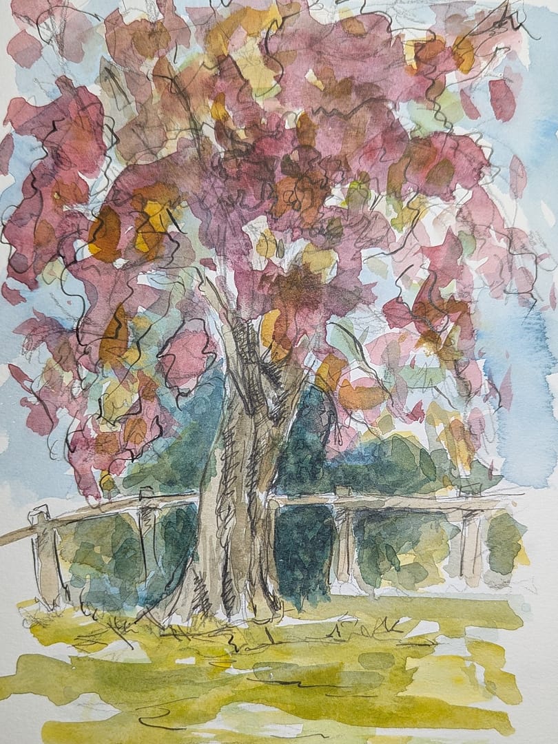 Purple Beech Tree